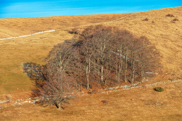 Beech grove with bare trees in winter and brown and orange pasture on Lessinia High Plateau Regional Natural Park. Italian Alps, Velo Veronese municipality, Verona Province, Veneto, Italy, Europe.