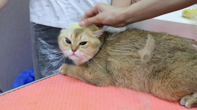 Side view of shedder cat intensely brushed with comb in pet spa