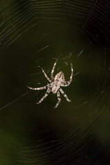 The European garden spider (lat. Araneus diadematus), of the family Araneidae. Central Russia.