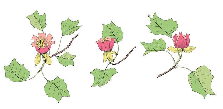 Set of vector isolated illustrations of yellow poplar Liriodendron Tulipifera.A color image of the branches, flowers and leaves of a Tulip tree.Suitable for the design of tattoos, jewelry and other