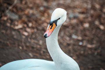 close up of a white swan