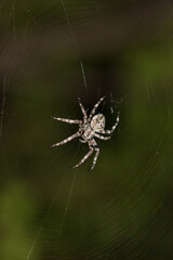 The European garden spider (lat. Araneus diadematus), of the family Araneidae. Central Russia.
