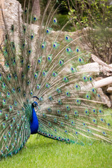 Fototapeta premium Sideview of Beautiful Male Peacock with Open Tail
