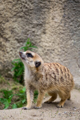 One Meerkat (Suricata suricatta) checking the Area, Africa