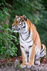 Fototapeta na wymiar Bengal Tiger sitting on a Stone and Looking at something