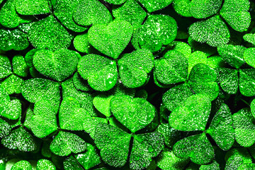 Background with green clover leaves for Saint Patrick's day. Backdrop for design with a shamrock...