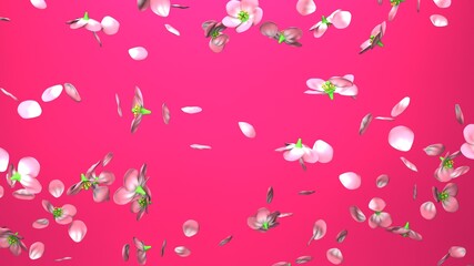 Cherry blossoms on pink background.
3D illustration for background.
