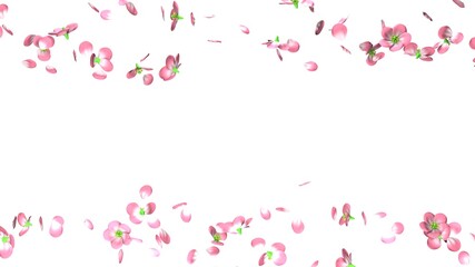 Cherry blossoms on white copy space.
3D illustration for background.
