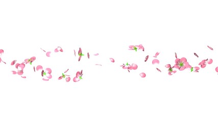 Cherry blossoms on white background.
3D illustration for background.