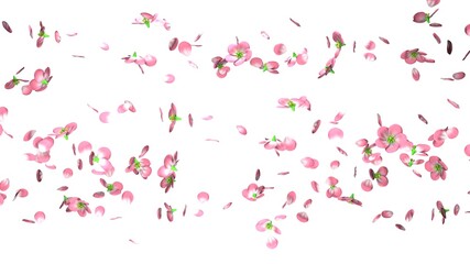 Cherry blossoms on white background.
3D illustration for background.