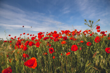 A field full with a lot of red poppies. Beautiful spring landscape with flowers full of color.