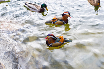 Image of mandarin ducks next to common duck in the water of a lake