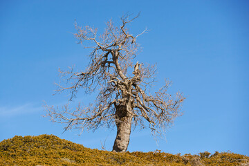 Mountain oak (Quercus faginea) in winter in the national park of sierra de las nieves in Málaga. Spain, europe