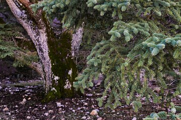 Spanish firs (Abies pinsapo) in the Sierra de las Nieves National Park, Malaga. Europe, Spain