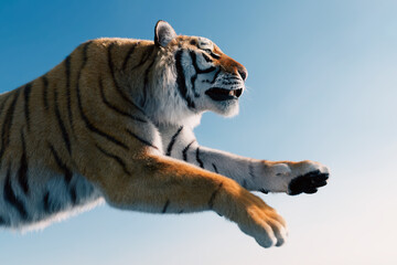 Tiger run and attack