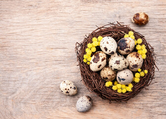 Quail eggs in nest with mimosa flower
