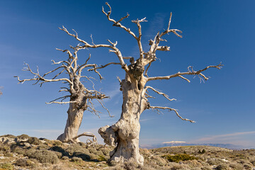group of mountain oaks (Quercus faginea) in winter in the national park of sierra de las nieves in Málaga. Spain, Europe