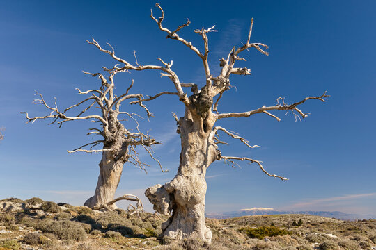 group of mountain oaks (Quercus faginea) in winter in the national park of sierra de las nieves in M&aacute;laga. Spain, Europe