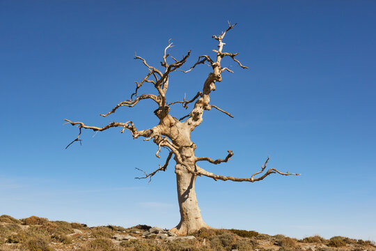 Mountain oak (Quercus faginea) in winter in the national park of sierra de las nieves in M&aacute;laga. Spain, europe