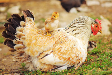 Mother hen enjoying her motherhood love with cute