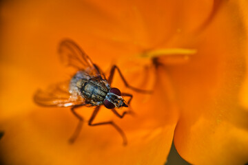 A Common house fly Musca Domestica on a green leaf macro, extreme close-up