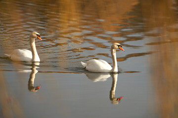 Pair of swans swims across the lake. 2 white birds in warm reflecting water. Side view.