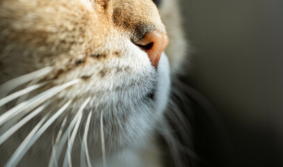 Cat nose, macro. Cat's nose in sunlight