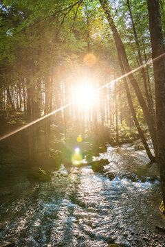 Setting sun illuminating forest stream in summer