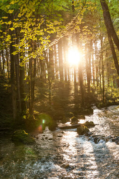 Setting sun illuminating forest stream in summer
