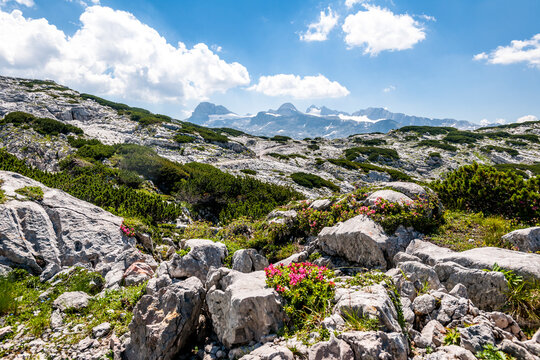 Wildflowers blooming on rocky summit of Krippenstein mountain in summer