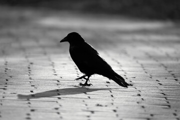 1 dark raven (Corvus corax) walking on cobblestones.