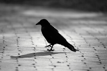 1 dark raven (Corvus corax) walking on cobblestones.