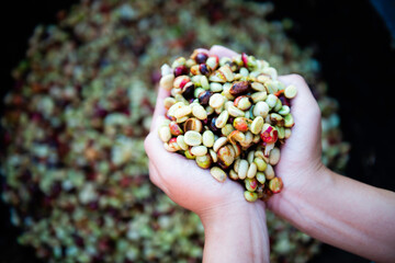 Fresh coffee seeds after peeling. Coffee beans in the fermentation and washing method of wet processing. Organic coffee beans in hands. Fresh red coffee bean in hands - fruit.