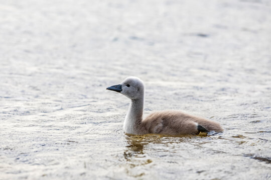 Lone cygnet swimming on water