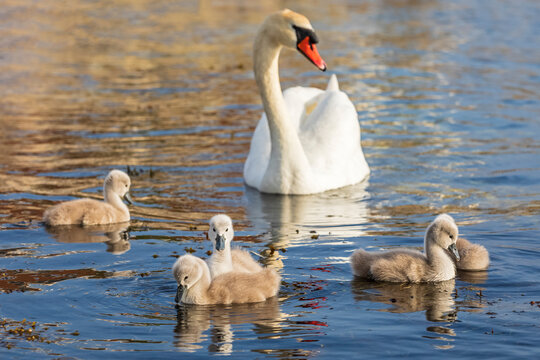 Adult swan swimming with cygnets on water