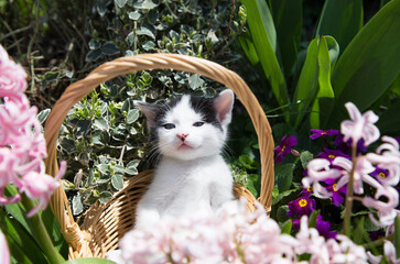 small black and white domestic kitten sits in a wicker basket on a flower bed among pink hyacinths and purple primroses