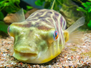 Funny exotic fish in aquarium water. 
