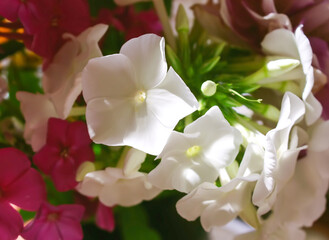 Naklejka na ściany i meble Bouquet of garden summer flowers close up. 