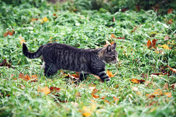 Obraz premium Cat walks outdoors in autumn day. 