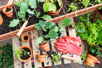 Planting of various herbs and vegetables on balcony garden