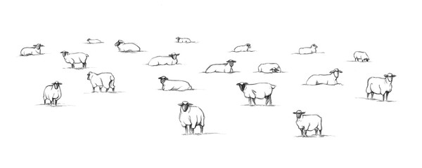 Ruhende Schafherde auf weißem Hintergrund