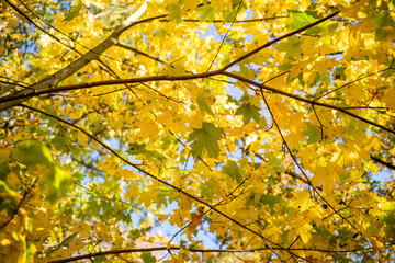 Blick in eine Baumkrone. Herbstsonne blauer Himmel. Gelbe Blätter. Herbststimmung. 