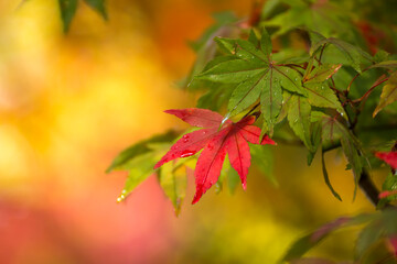 紅葉　秋のイメージ