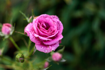 バラの花　屋外イメージ