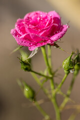 バラの花　屋外イメージ