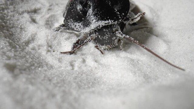 Madagascar hissing cockroach digs into white dry sand. Large brown beetle with long tendrils, arthropod insects among grains of pure natural mineral quartz. Close up. Slow motion.