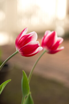チューリップの花　屋外撮影　春のイメージ