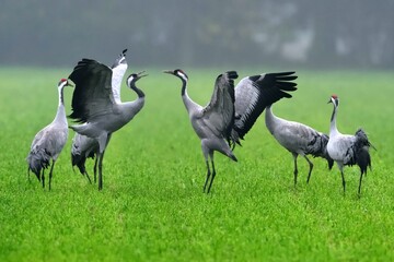 Obraz premium Kraniche (Grus grus) beim Tanz auf einem Feld.