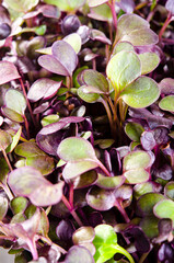 Microgreens in a plastic growing container macro
