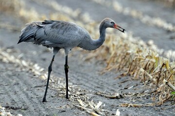Ein Jungvogel des Kranichs (Grus grus) im ersten Lebensjahr auf Nahrungssuche.
